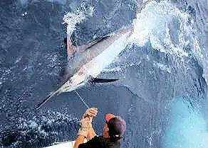Giant blue marlin at transom of Gecko about to be released in a tournament.
