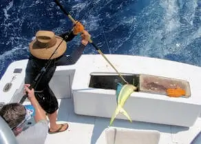 Mate dropping another Ocracoke mahi into the ice box.